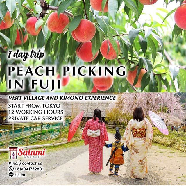 Peach Picking in Fuji Satami Japan Tour