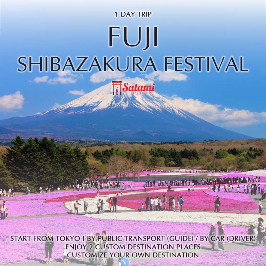 Fuji Shibazakura | Satami Japan Tour