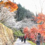 FOUR-SEASON SAKURA, SHIKIZAKURA