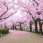 The Official 2024 Cherry Blossom Forecast is Out!