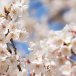 9 Places to See Cherry Blossom in Tokyo