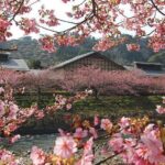 7 Recommended Places During Cherry Blossom Season