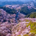 8 LEGENDARY SPOTS FOR SAKURA