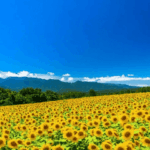Japan Summer Survival Guide