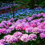 Best Hydrangea Spots in Japan to Visit During Rainy Season