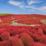 Red Kochia in Japan Best Spots and Time to Visit