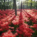 Kyoto’s Viral Momiji Tunnel Train