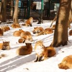 Where to See Japan’s Most Famous Animals